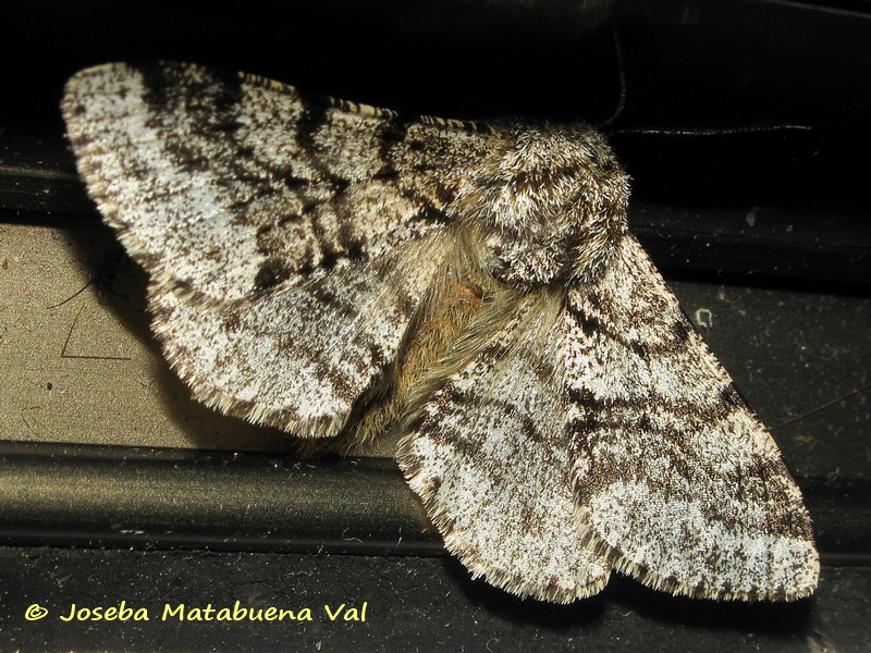 Da id. Lycia hirtaria, Geometridae